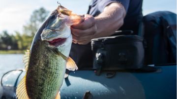 Lire la suite à propos de l’article Guide pratique pour la pêche au black-bass : équipement et techniques